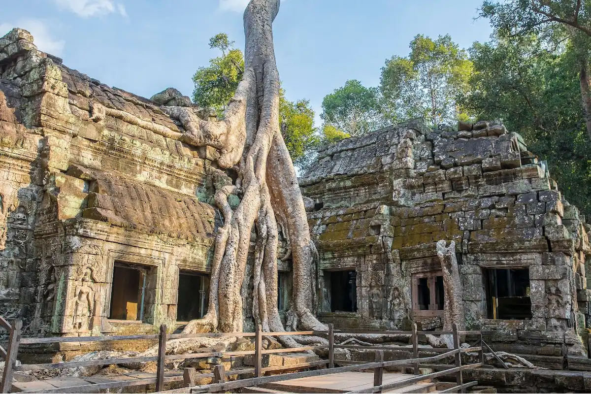 ta prohm tree