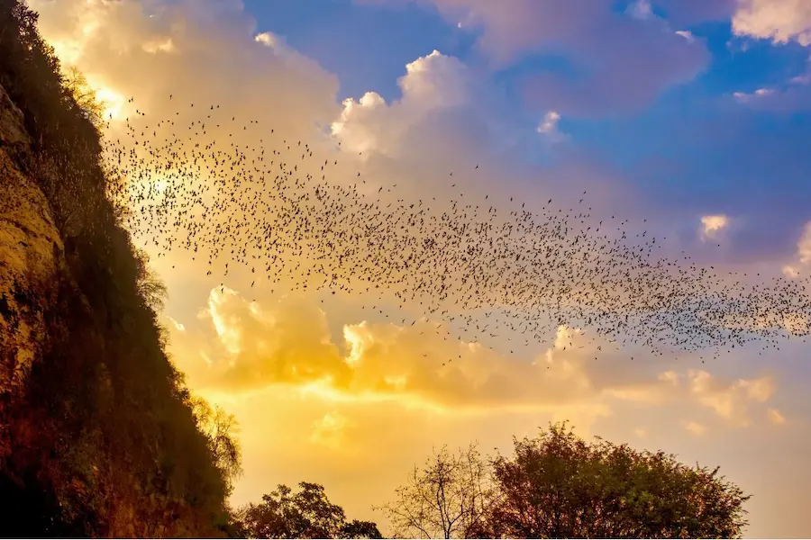 Bats sortant en masse de la grotte de la falaise à Phnom Sampeau près de Battambang au crépuscule