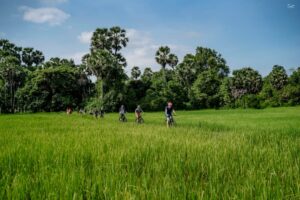 Group of cyclists riding through a bright green rice field with palm trees under blue sky in Siem Reap countryside