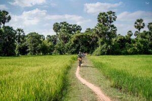 Cyclists riding through lush green rice fields with palm trees under blue sky near Siem Reap