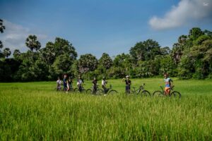 Group of cyclists riding bikes through a lush green rice field with palm trees under blue sky near Siem Reap