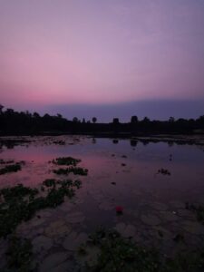 Purple sunrise sky reflected in the lily pond at Angkor Wat.