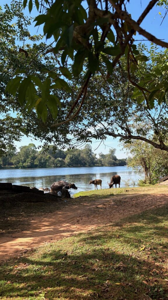 Waterbuffels grazen op een rivieroever onder hoge bomen, Cambodjaanse platteland.