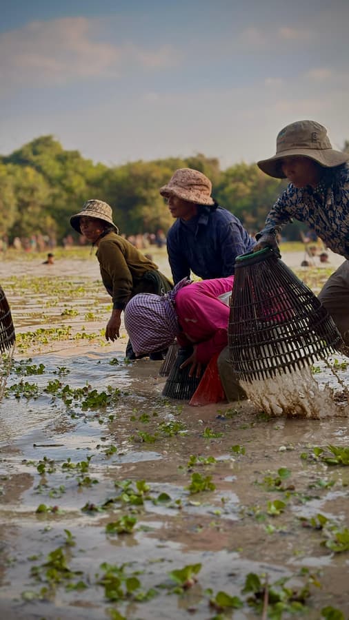 Khmer women in conical hats fishing with traditional bamboo traps in a flooded field near Siem Reap