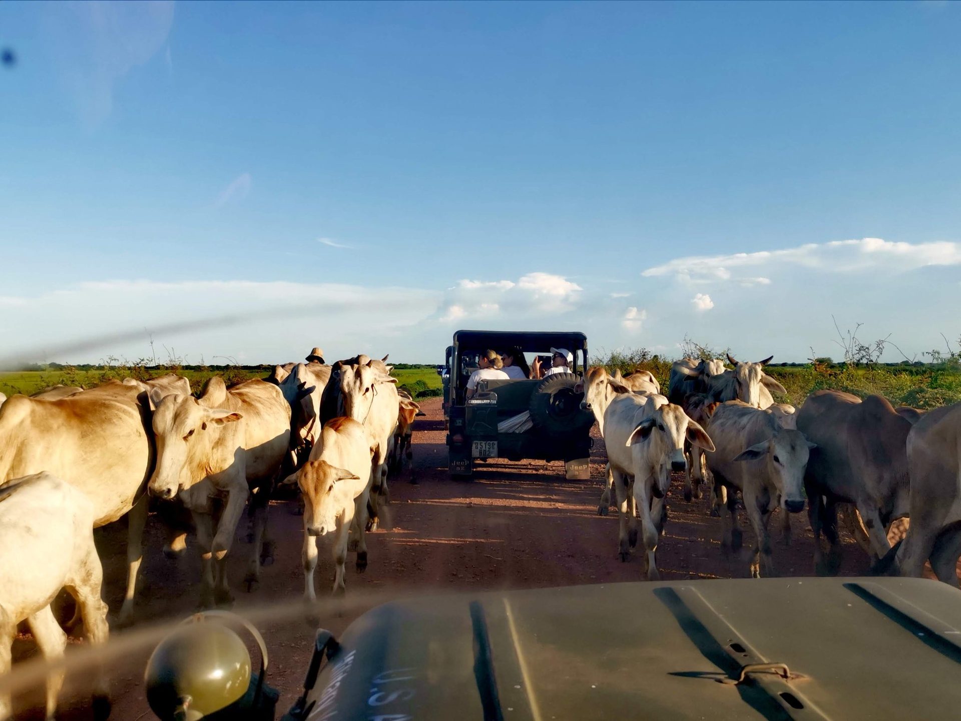 A herd of cattle on a rural Cambodian road