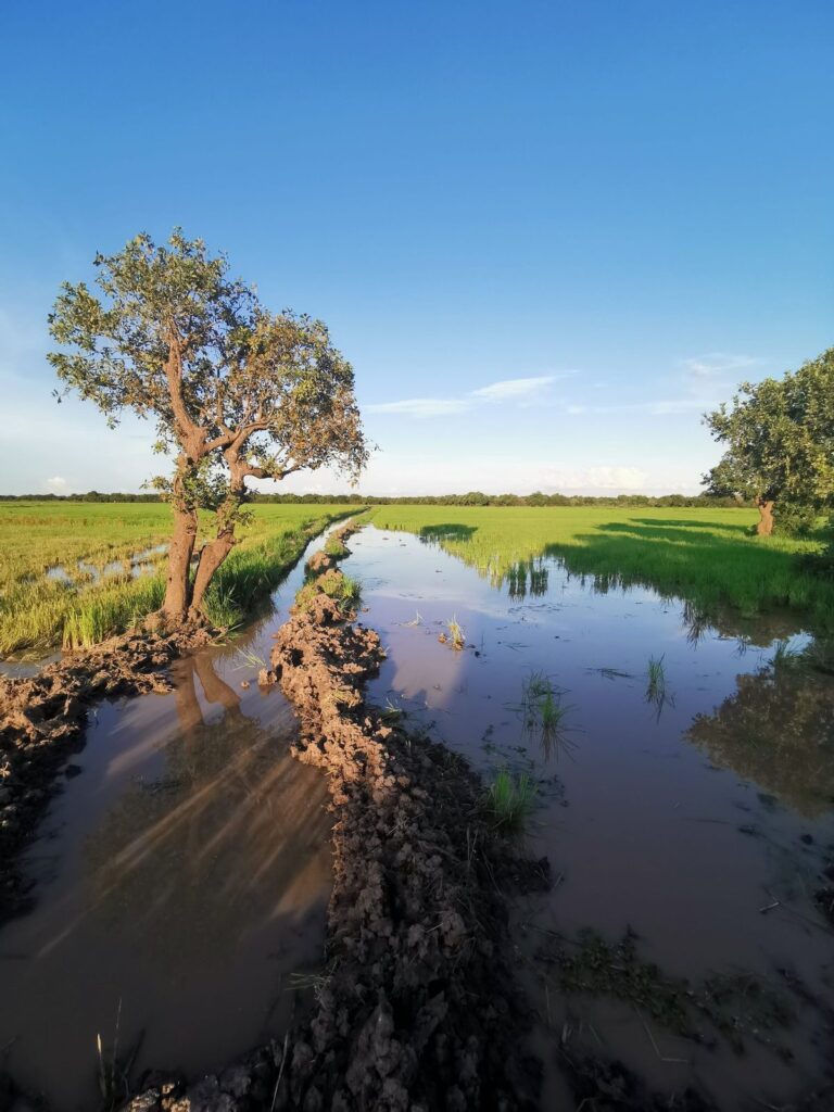 Kanaal snijdt door groene rijstvelden op het platteland van Siem Reap.