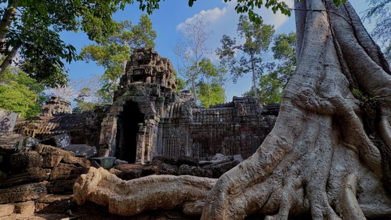 Massive tree roots cascading over a Ta Nei stone wall.