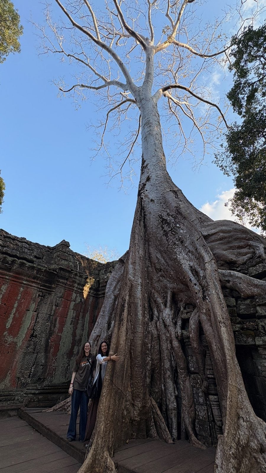 Giant Tetrameles tree roots cascading over a Ta Prohm wall.