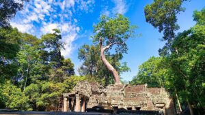 Massive silk-cotton (Tetrameles) tree growing over Ta Prohm masonry.