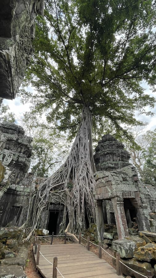 Strangler fig tree growing over stone entrance at Ta Prohm temple Angkor