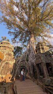 Tree roots cascading over a Ta Prohm temple wall.