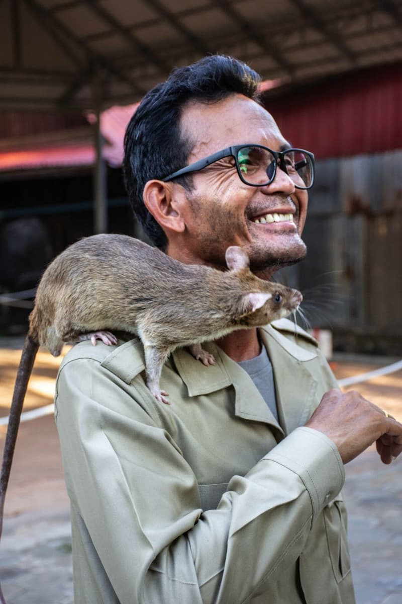An APOPO handler with a HeroRAT, an African giant pouched rat, perched on his shoulder near Siem Reap