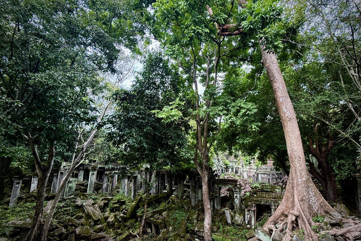 Collapsed sandstone galleries and fallen blocks under tall forest trees at Beng Mealea temple