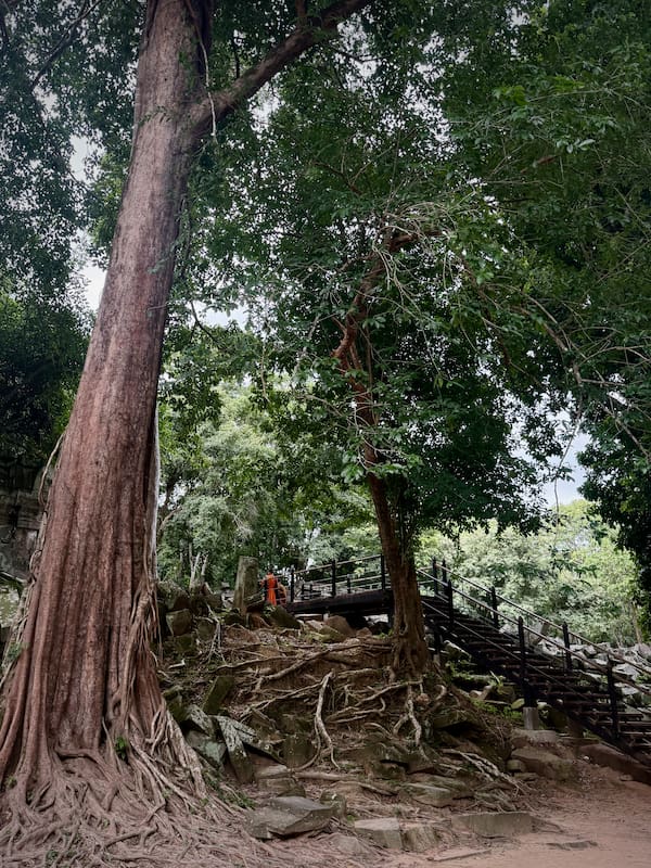 The rebuilt first section of the wooden walkway at Beng Mealea, reached along a laterite path past a large buttressed tree