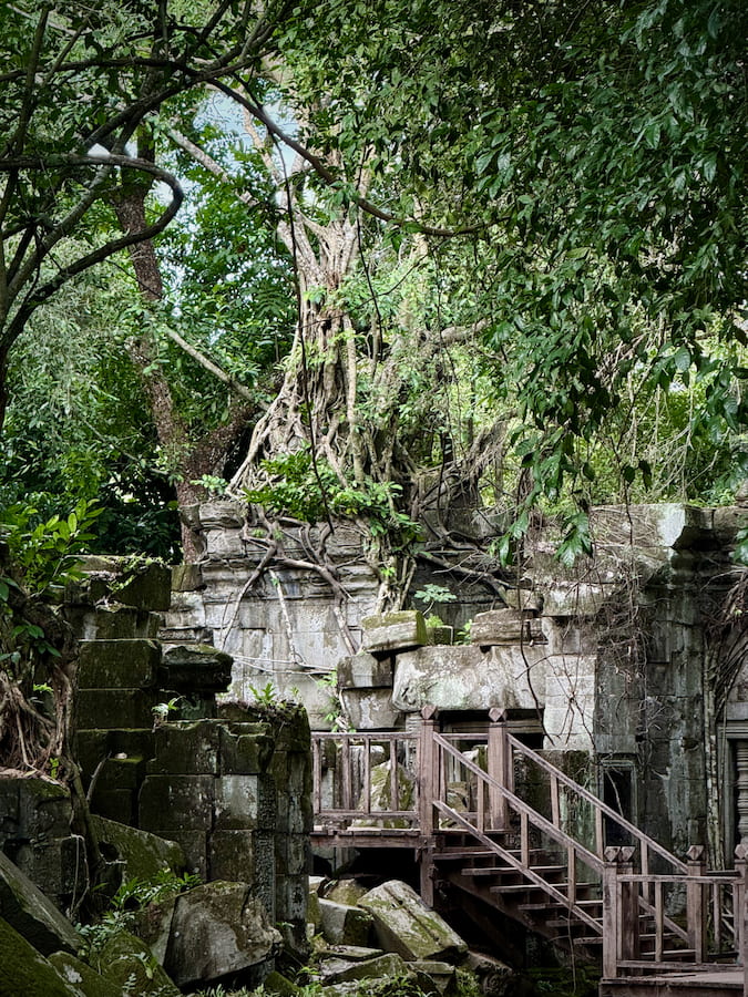 Wooden walkway steps at Beng Mealea rising past a tree rooted along the top of the gallery wall