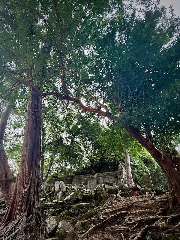 Two large trees rooted directly in the fallen stone at Beng Mealea temple