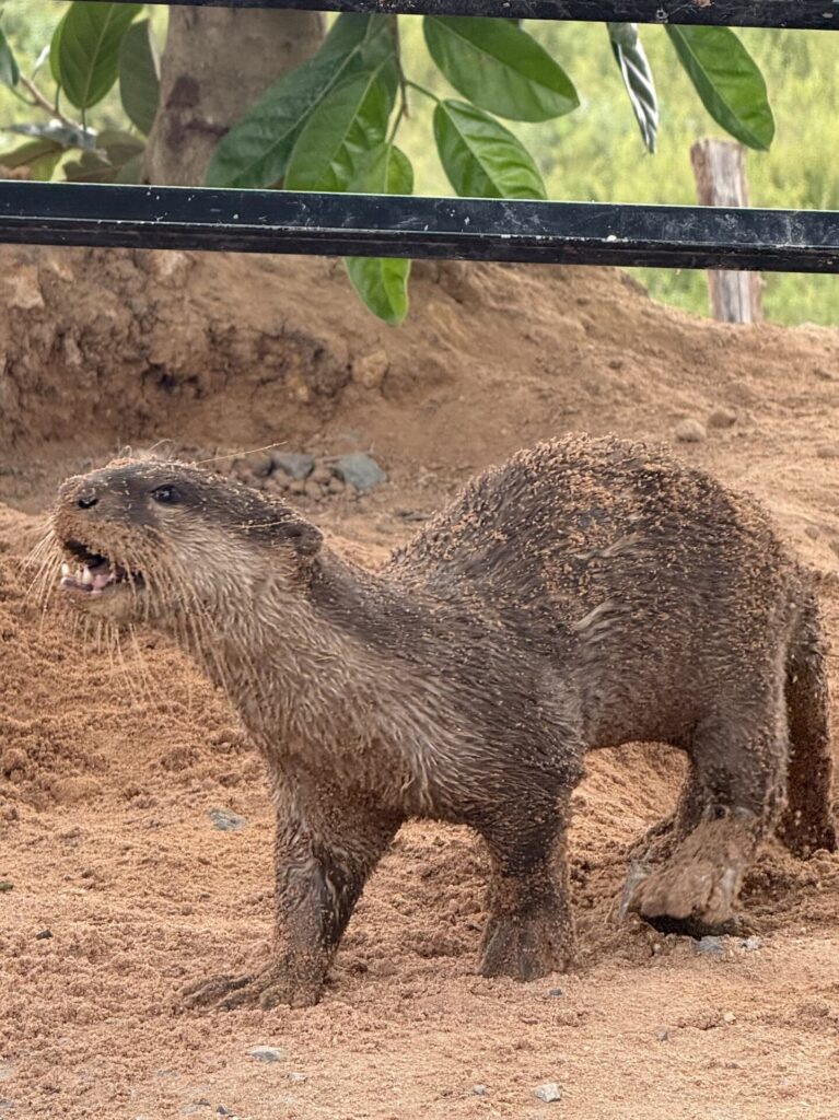 A mud-covered otter beside a house in Kampong Phluk