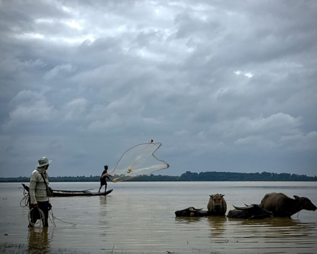 A fisherman casts a net on the West Baray while water buffalo stand shoulder deep beside him under a monsoon sky