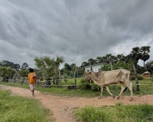 A boy leads an ox along a village track under a storm sky