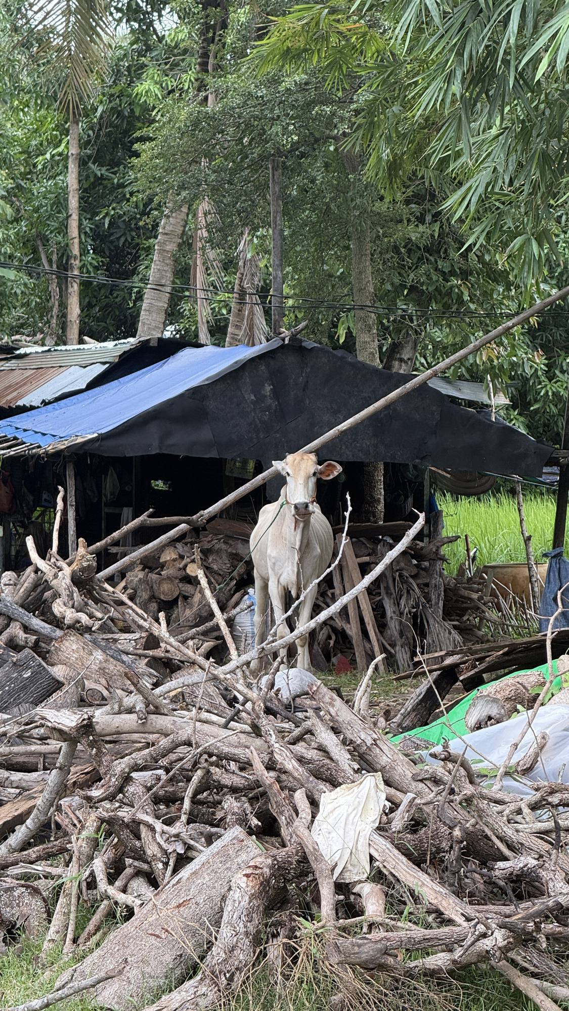 A cow stands behind a stacked woodpile beside a tarpaulin shelter