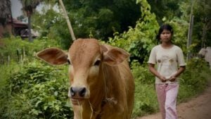 A girl walks her cow home along a green village lane