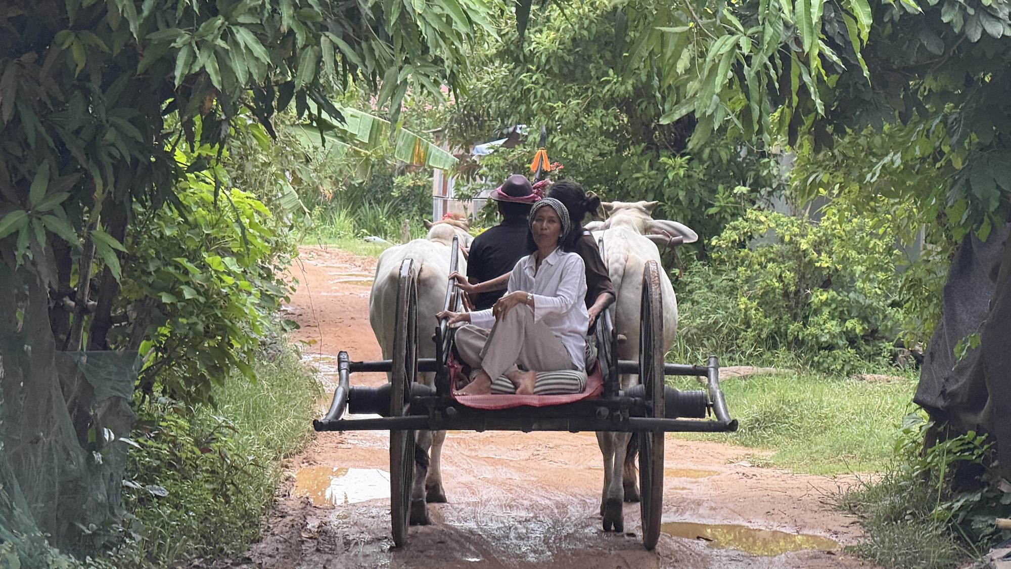 An ox cart comes up a village track under overhanging mango trees