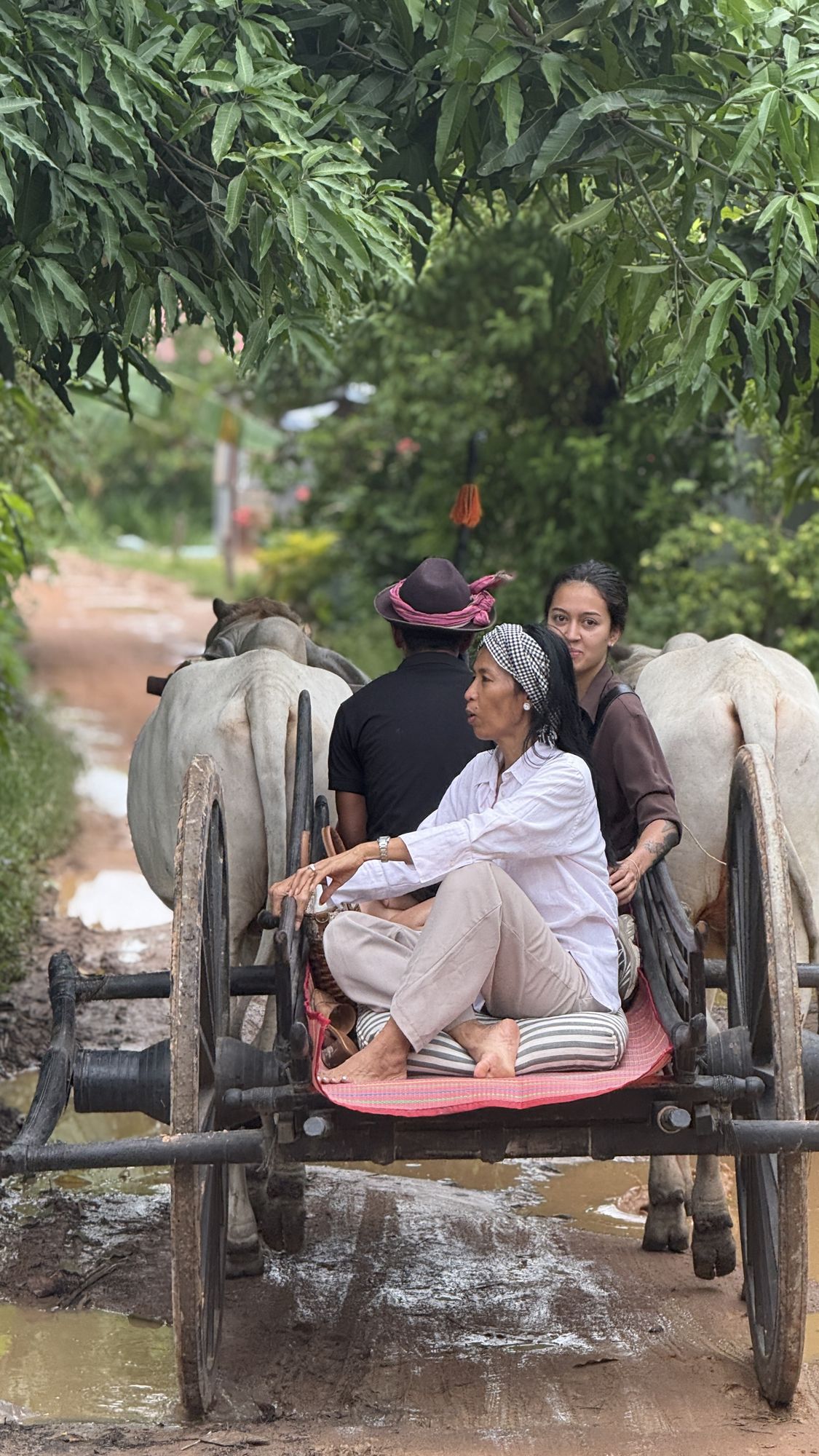 Guests ride an ox cart down a rutted track after rain