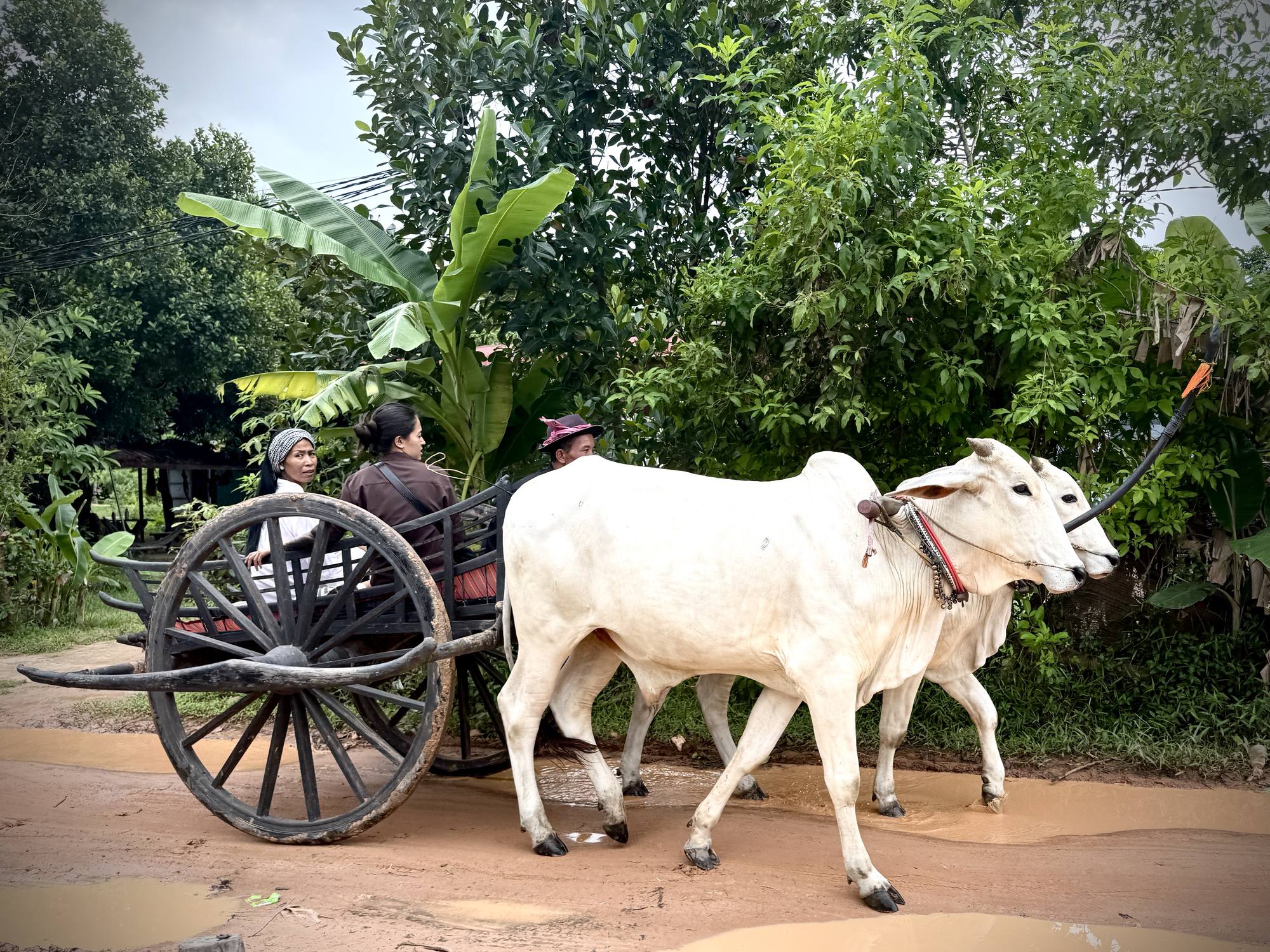 Two white oxen pull a wooden cart carrying guests along a wet village lane