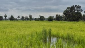 Young rice standing in water under a heavy sky, sugar palms along the far edge