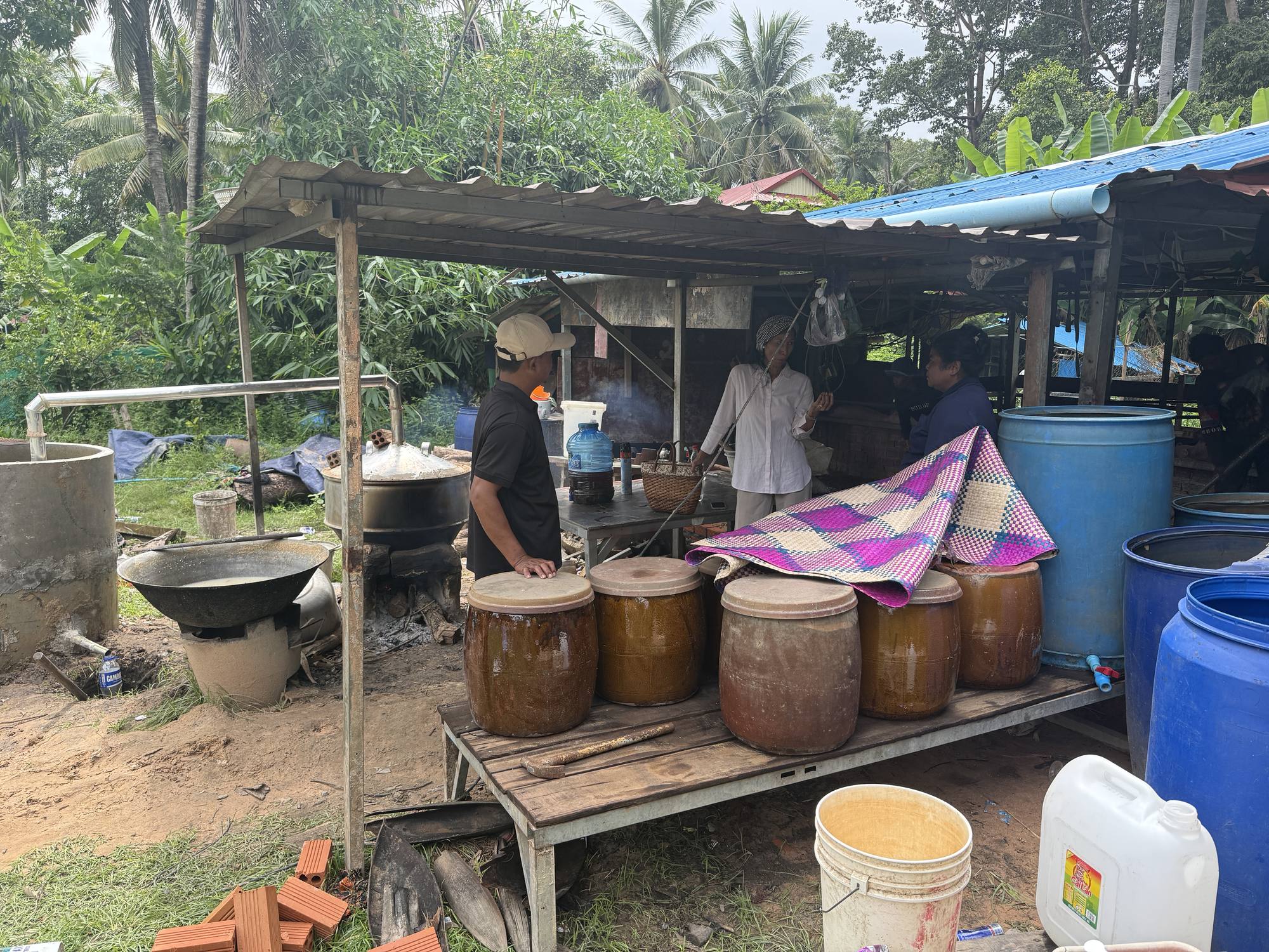 Earthenware jars of rice fermenting in the shade behind the house