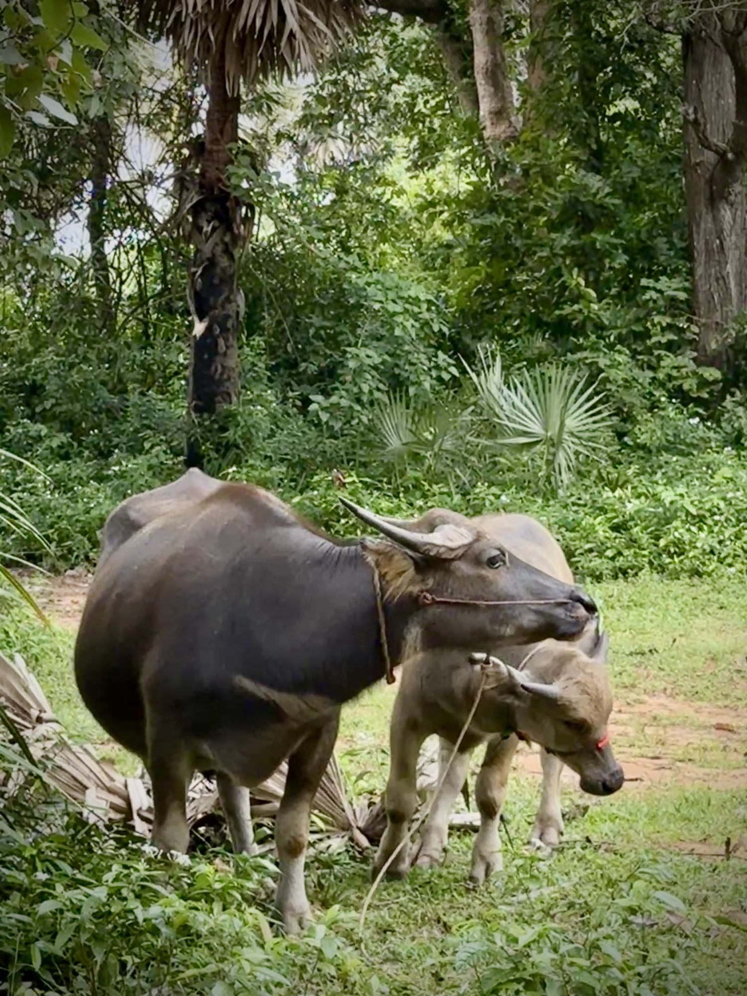 A water buffalo and her calf in the shade at the edge of a village