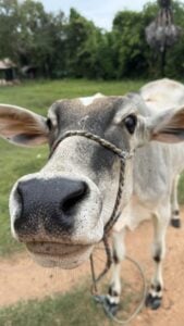 A zebu cow looks straight into the camera on the village green